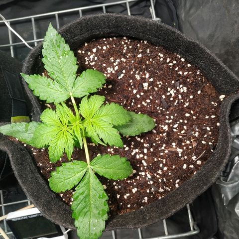 Sour Diesel Auto growlog timeline photo