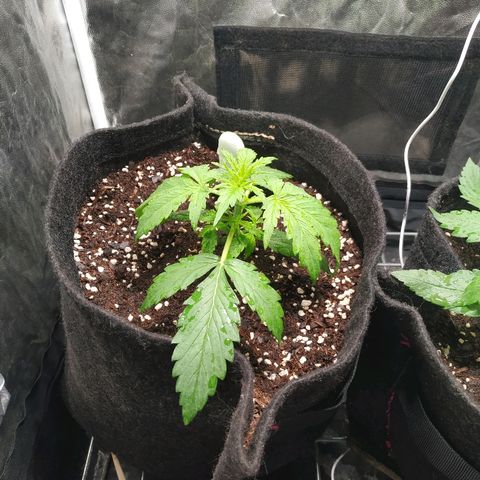 Gorilla Glue Auto growlog timeline photo