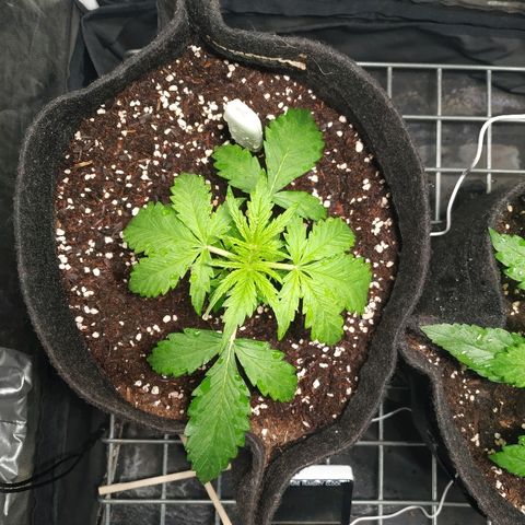 Gorilla Glue Auto growlog timeline photo