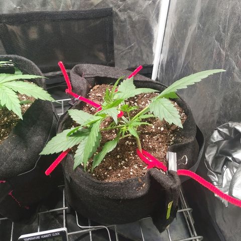 Sour Diesel Auto growlog timeline photo