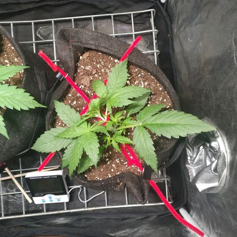 Sour Diesel Auto growlog timeline photo