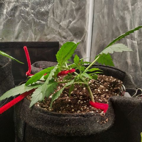 Sour Diesel Auto growlog timeline photo