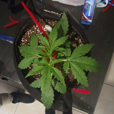 Gorilla Glue Auto growlog timeline photo