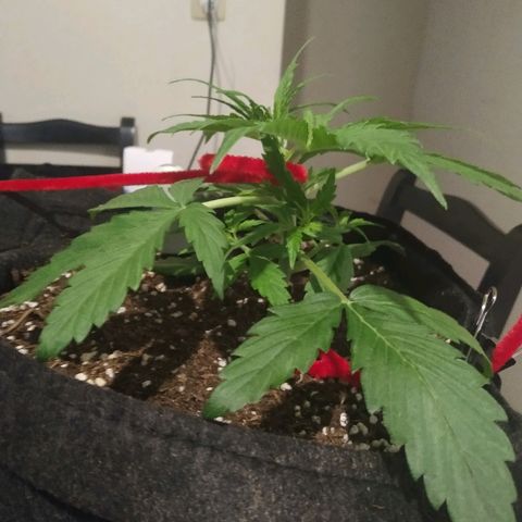 Gorilla Glue Auto growlog timeline photo
