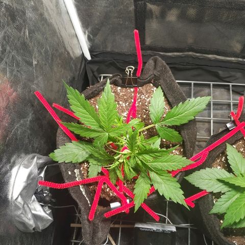 Gorilla Glue Auto growlog timeline photo