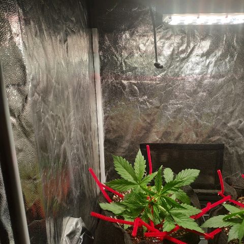 Gorilla Glue Auto growlog timeline photo