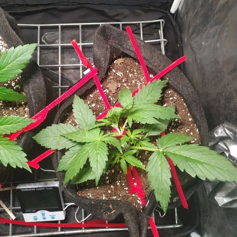 Sour Diesel Auto growlog timeline photo