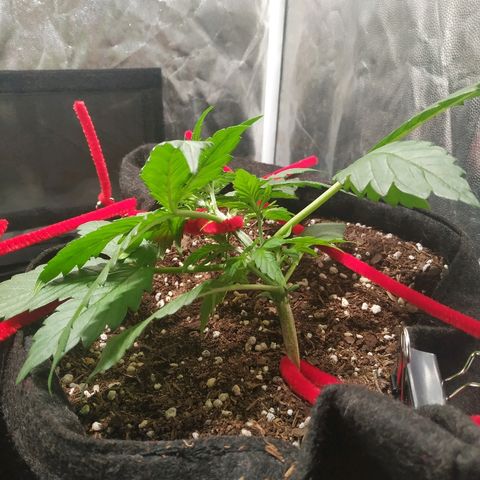 Sour Diesel Auto growlog timeline photo