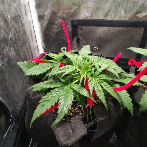 Gorilla Glue Auto growlog timeline photo