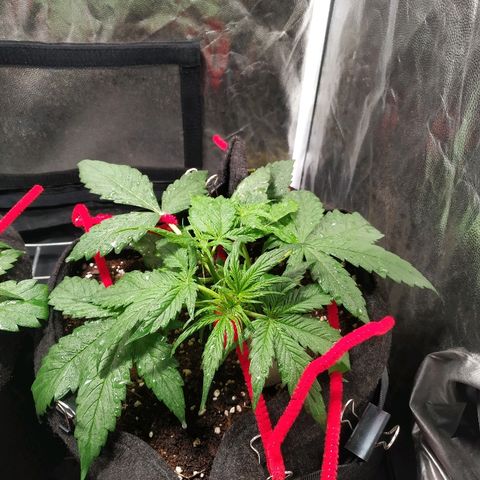 Sour Diesel Auto growlog timeline photo
