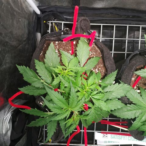 Gorilla Glue Auto growlog timeline photo