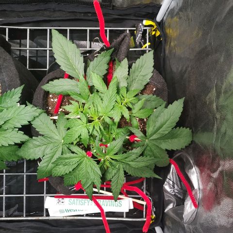 Sour Diesel Auto growlog timeline photo