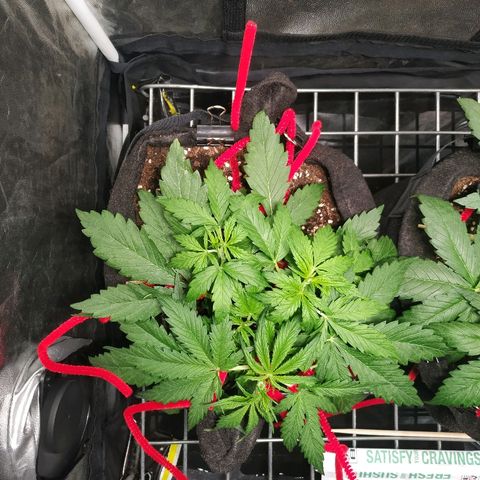 Gorilla Glue Auto growlog timeline photo