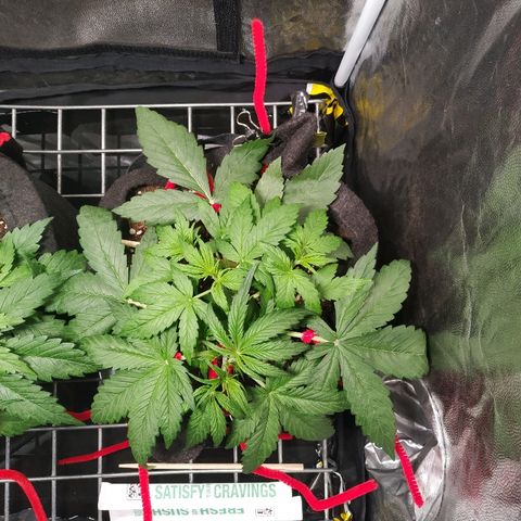 Sour Diesel Auto growlog timeline photo
