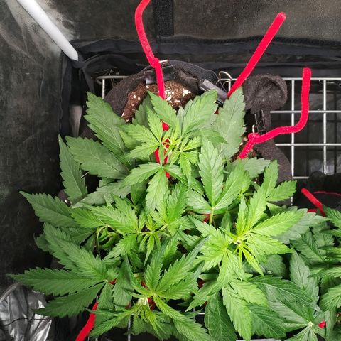 Gorilla Glue Auto growlog timeline photo