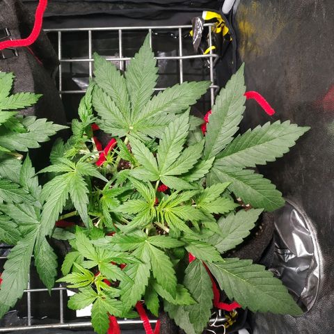 Sour Diesel Auto growlog timeline photo