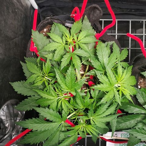 Gorilla Glue Auto growlog timeline photo