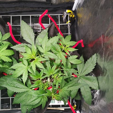 Sour Diesel Auto growlog timeline photo
