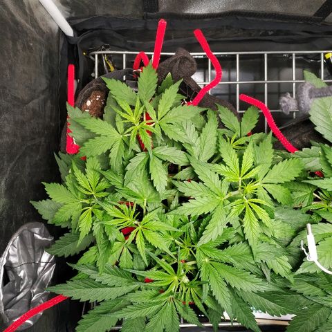 Gorilla Glue Auto growlog timeline photo