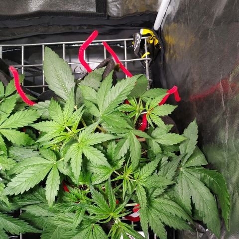 Sour Diesel Auto growlog timeline photo