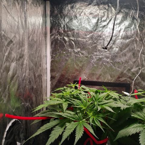 Gorilla Glue Auto growlog timeline photo
