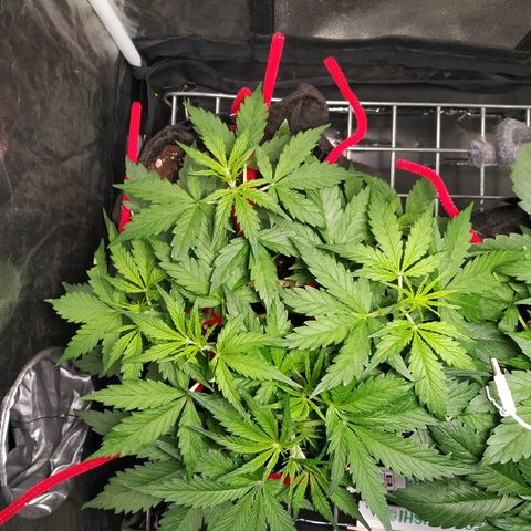 Gorilla Glue Auto growlog timeline photo