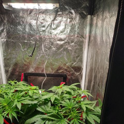Sour Diesel Auto growlog timeline photo