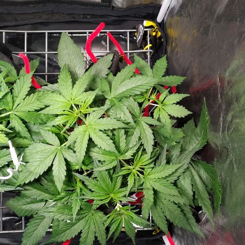 Sour Diesel Auto growlog timeline photo