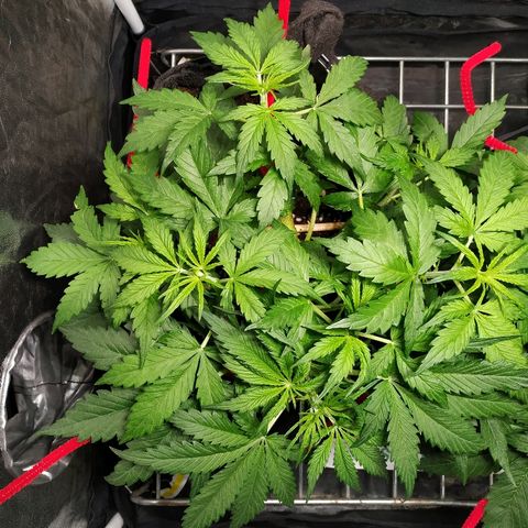 Gorilla Glue Auto growlog timeline photo