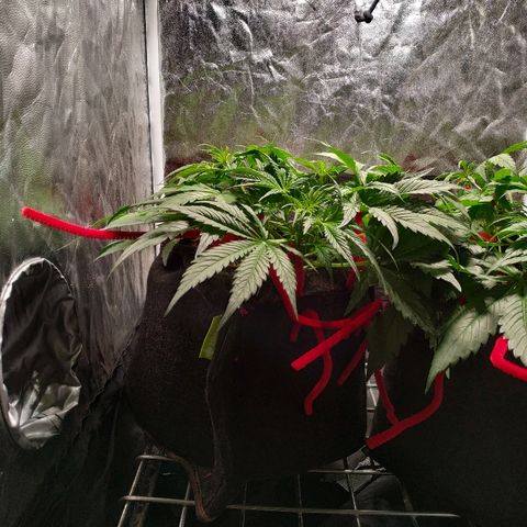 Gorilla Glue Auto growlog timeline photo