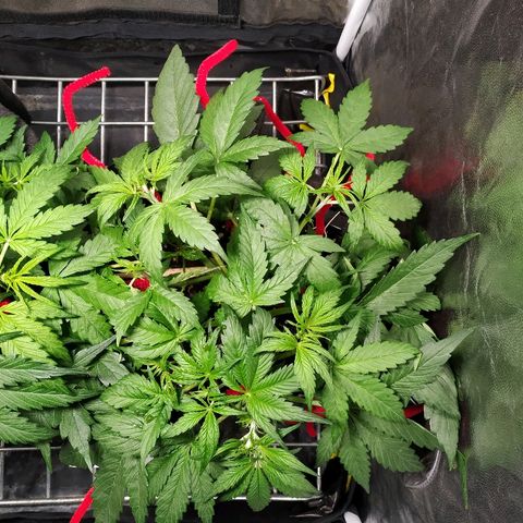 Sour Diesel Auto growlog timeline photo
