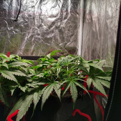Sour Diesel Auto growlog timeline photo