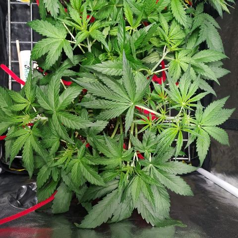 Sour Diesel Auto growlog timeline photo