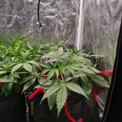 Sour Diesel Auto growlog timeline photo