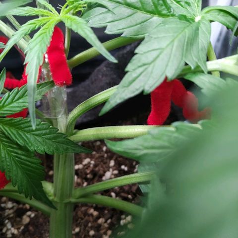 Sour Diesel Auto growlog timeline photo