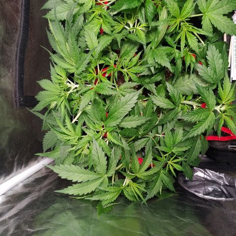 Gorilla Glue Auto growlog timeline photo