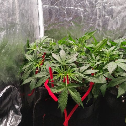 Gorilla Glue Auto growlog timeline photo