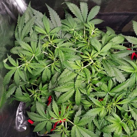 Gorilla Glue Auto growlog timeline photo