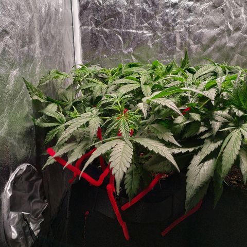 Gorilla Glue Auto growlog timeline photo