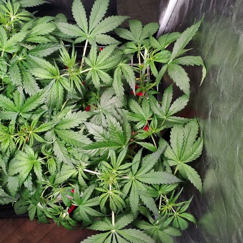 Sour Diesel Auto growlog timeline photo