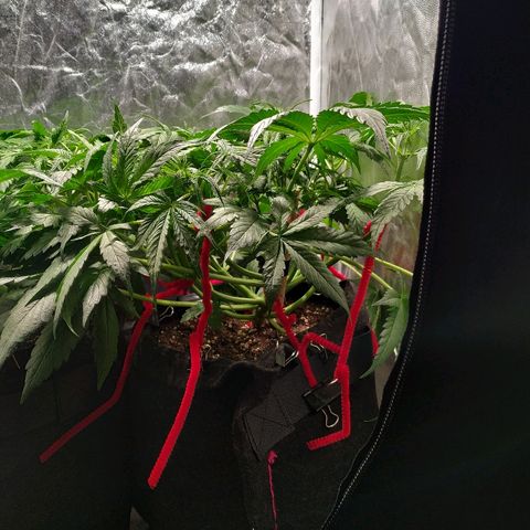 Sour Diesel Auto growlog timeline photo