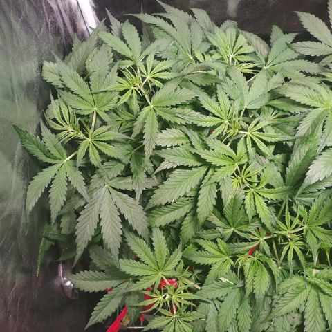 Gorilla Glue Auto growlog timeline photo