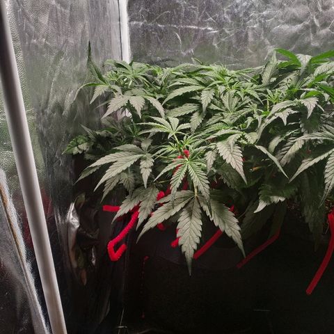 Gorilla Glue Auto growlog timeline photo