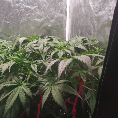 Sour Diesel Auto growlog timeline photo