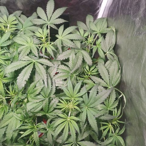 Sour Diesel Auto growlog timeline photo