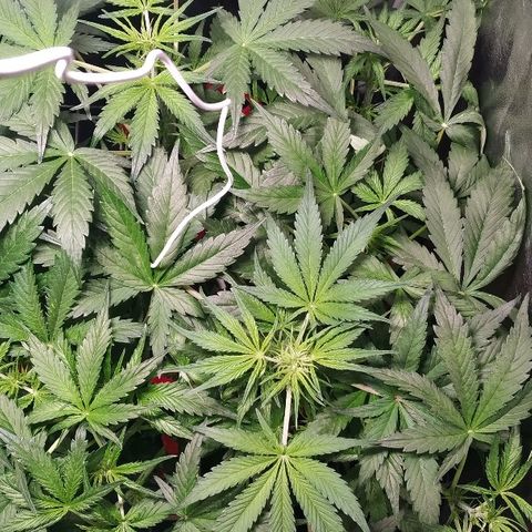 Sour Diesel Auto growlog timeline photo