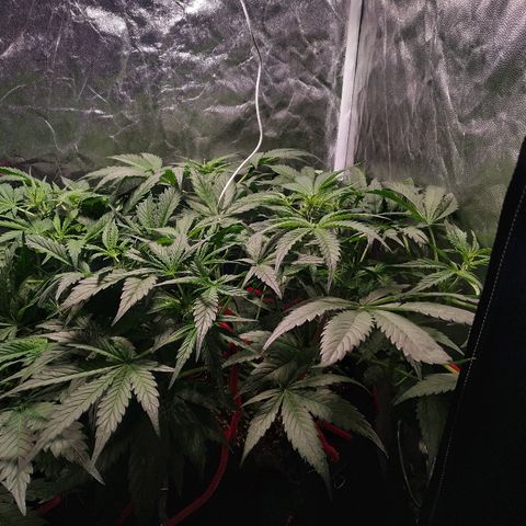 Sour Diesel Auto growlog timeline photo