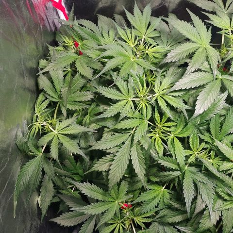Gorilla Glue Auto growlog timeline photo