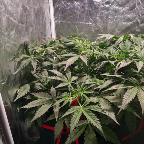 Gorilla Glue Auto growlog timeline photo