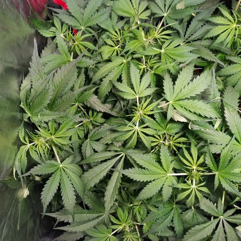 Gorilla Glue Auto growlog timeline photo